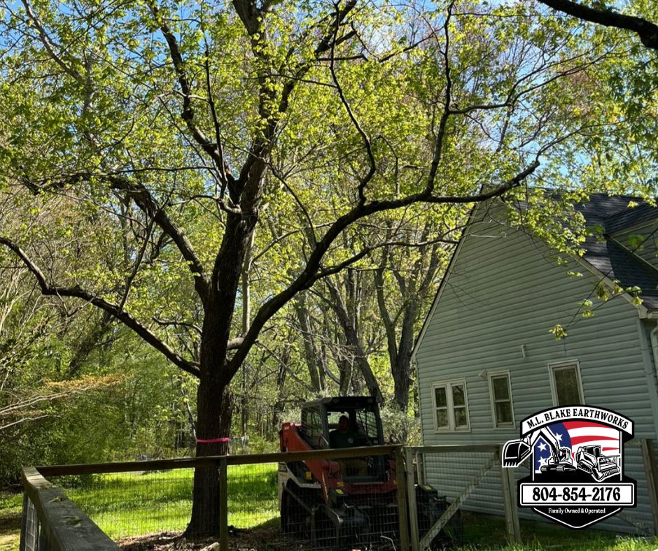 Tree Removal - before