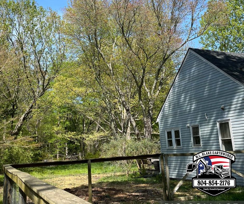 Tree Removal - After